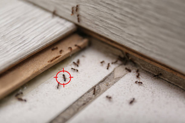 Best Pest Control Near Me in Vega, TX