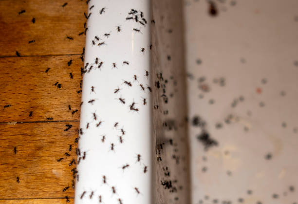 Best Wasp Removal Services  in Vega, TX