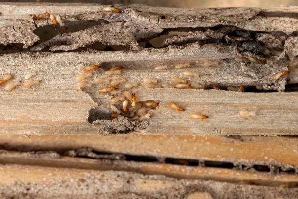 Best Cockroach Control Services  in Vega, TX